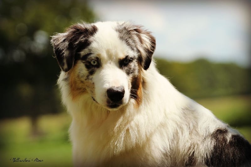 Publication : Of Yellowstone River Auteur : THEODOROU JACQUEMIN