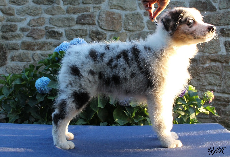 Publication : Of Yellowstone River Auteur : THEODOROU JACQUEMIN