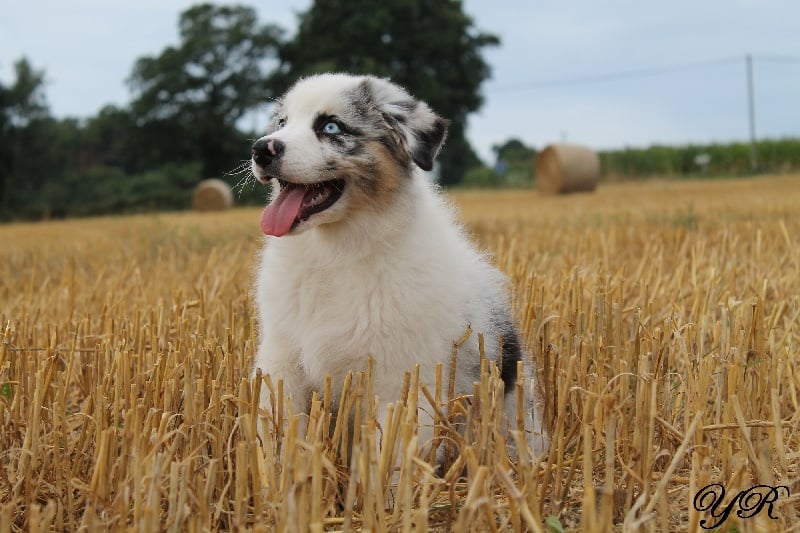 Publication : Of Yellowstone River Auteur : THEODOROU JACQUEMIN