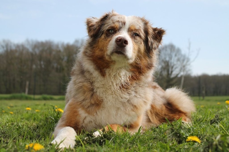 Hollister du Pays aux Longs Hivers