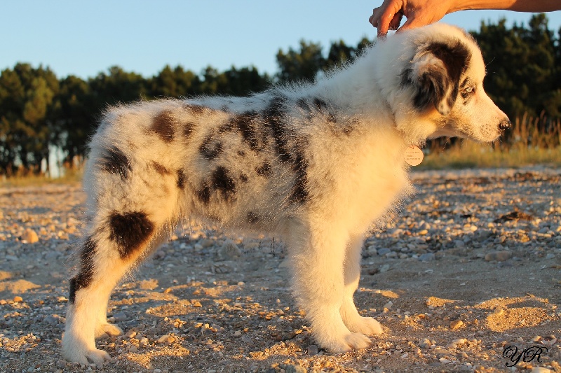 Publication : Of Yellowstone River Auteur : THEODOROU JACQUEMIN