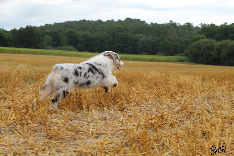 Publication : Of Yellowstone River Auteur : THEODOROU JACQUEMIN