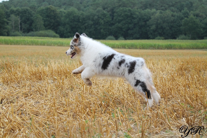 Publication : Of Yellowstone River Auteur : THEODOROU JACQUEMIN