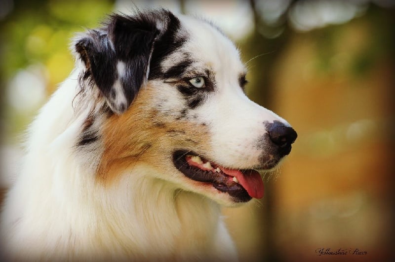 Publication : Of Yellowstone River Auteur : THEODOROU JACQUEMIN