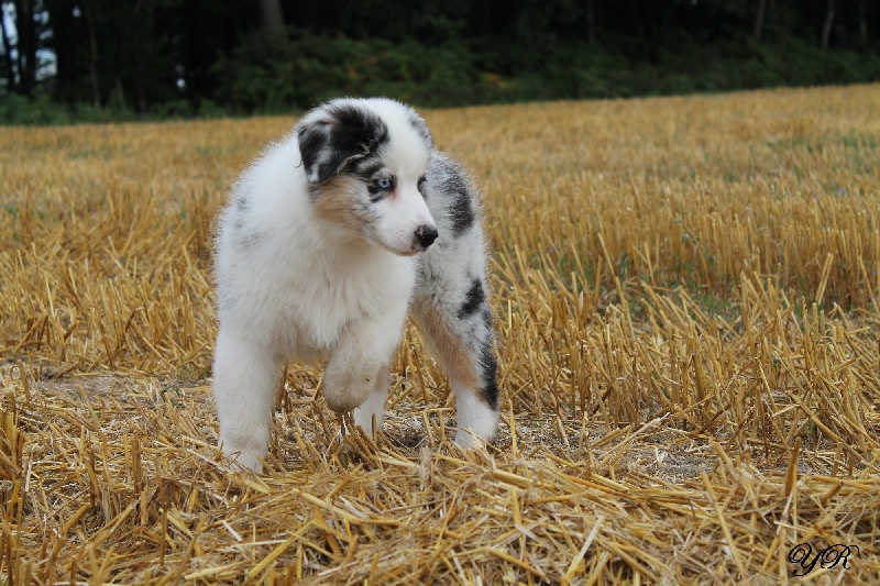 Publication : Of Yellowstone River Auteur : THEODOROU JACQUEMIN
