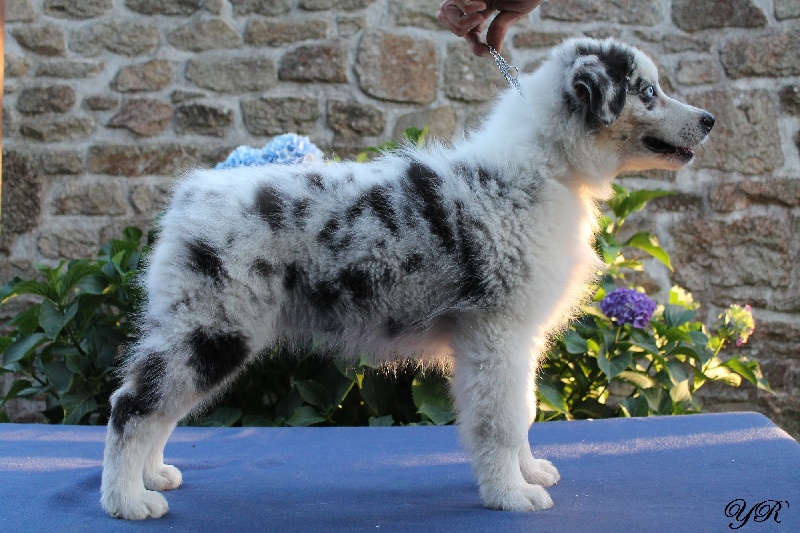 Publication : Of Yellowstone River Auteur : THEODOROU JACQUEMIN