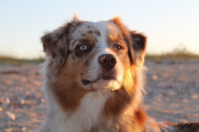 Hollister du Pays aux Longs Hivers