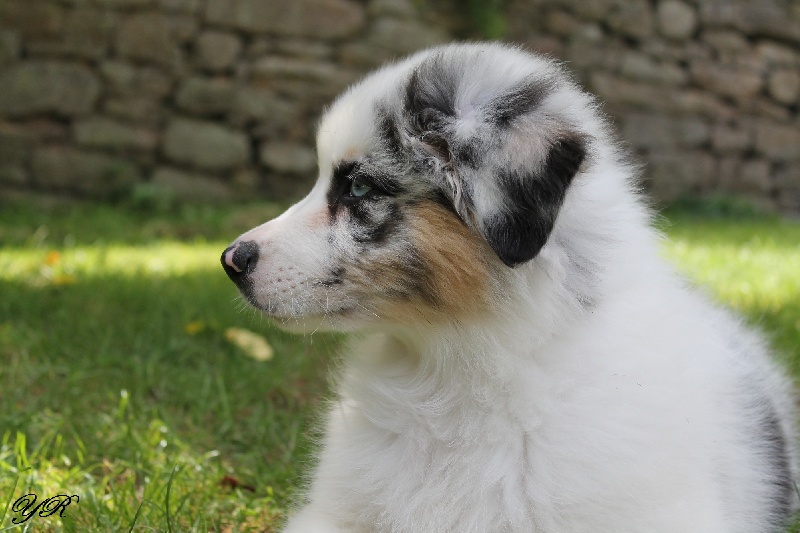 Publication : Of Yellowstone River Auteur : THEODOROU JACQUEMIN