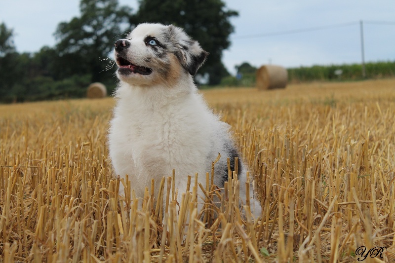 Publication : Of Yellowstone River Auteur : THEODOROU JACQUEMIN