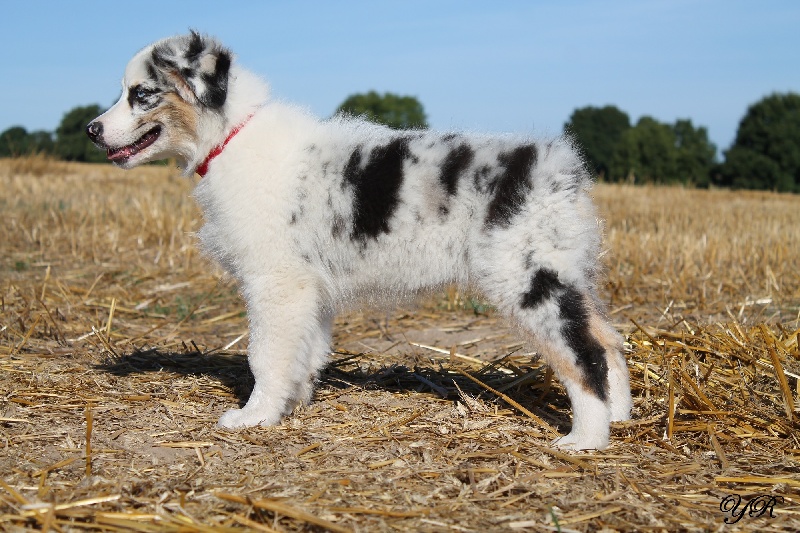 Publication : Of Yellowstone River Auteur : THEODOROU JACQUEMIN
