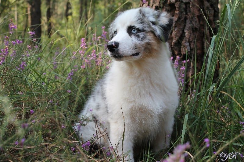 Publication : Of Yellowstone River Auteur : THEODOROU JACQUEMIN