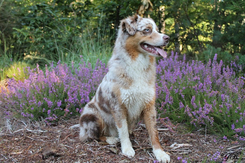 Hollister du Pays aux Longs Hivers