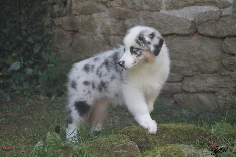 Publication : Of Yellowstone River Auteur : THEODOROU JACQUEMIN