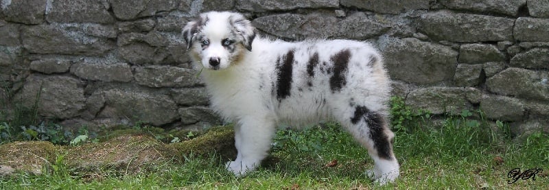 Publication : Of Yellowstone River Auteur : THEODOROU JACQUEMIN