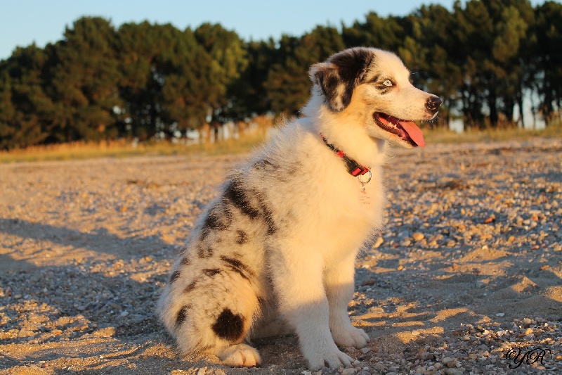 Publication : Of Yellowstone River Auteur : THEODOROU JACQUEMIN