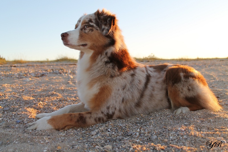 Hollister du Pays aux Longs Hivers
