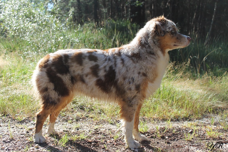 Hollister du Pays aux Longs Hivers