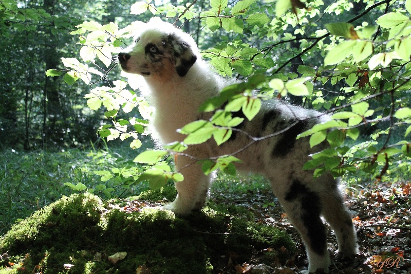 Publication : Of Yellowstone River Auteur : THEODOROU JACQUEMIN