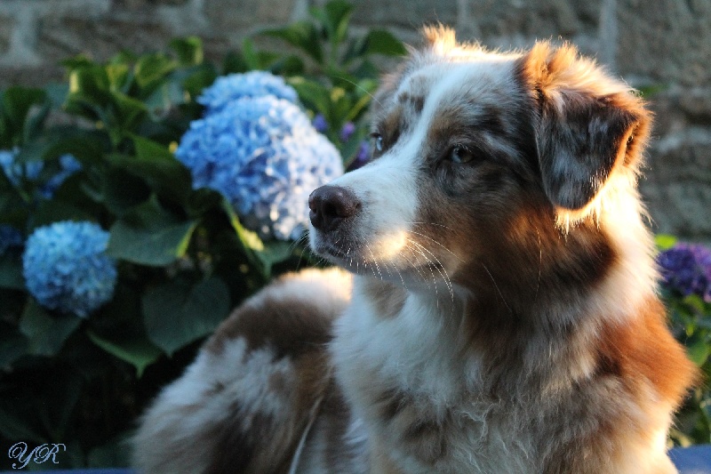 Hollister du Pays aux Longs Hivers