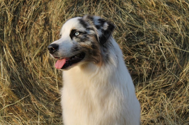Publication : Of Yellowstone River Auteur : THEODOROU JACQUEMIN