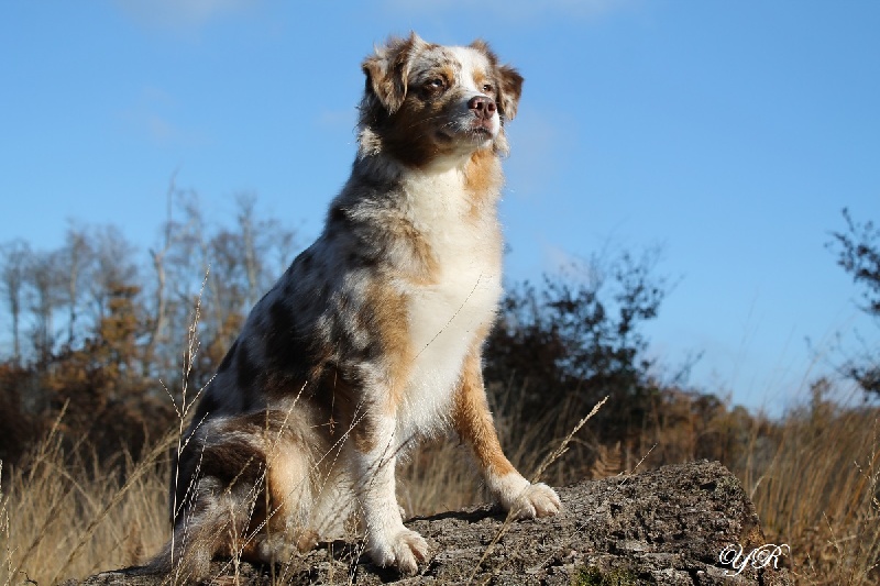 Hollister du Pays aux Longs Hivers