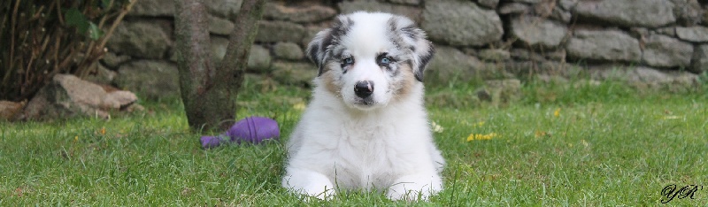 Publication : Of Yellowstone River Auteur : THEODOROU JACQUEMIN