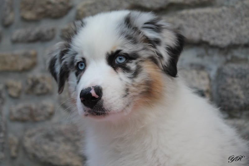 Publication : Of Yellowstone River Auteur : THEODOROU JACQUEMIN