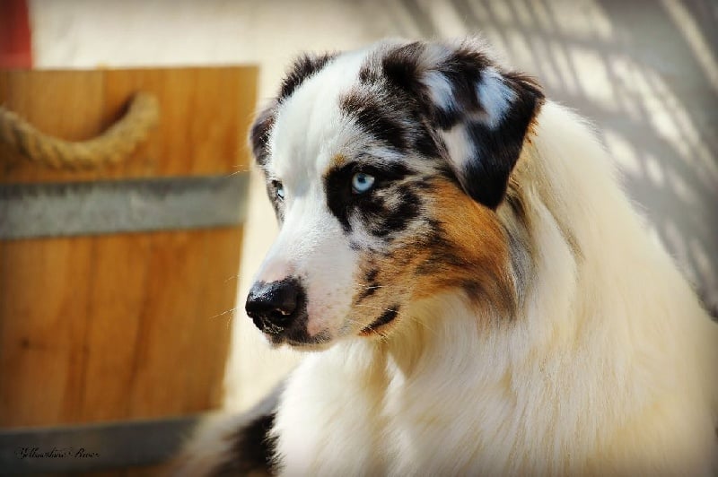 Publication : Of Yellowstone River Auteur : THEODOROU JACQUEMIN