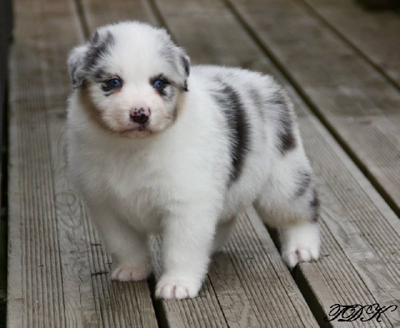 Publication : Of Yellowstone River Auteur : THEODOROU JACQUEMIN