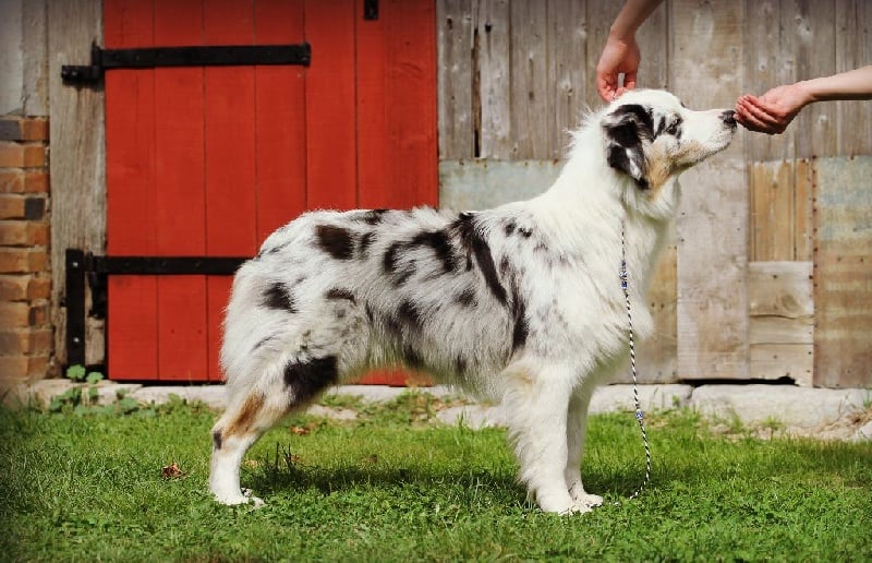 I dug up a diamond des Terres De Khairyaca - Très bon classe JF