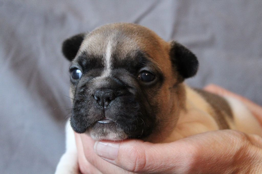 CHIOT - Bouledogue français