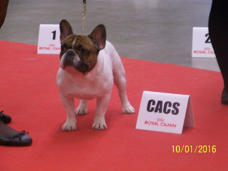 CH. Inedit Du Domaine De La Planchette - 1er Exc CACS