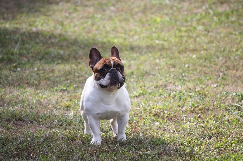 CH. Inedit Du Domaine De La Planchette - 2ème Exc