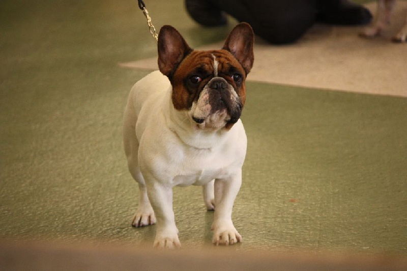 CH. Inedit Du Domaine De La Planchette - 4ème Exc