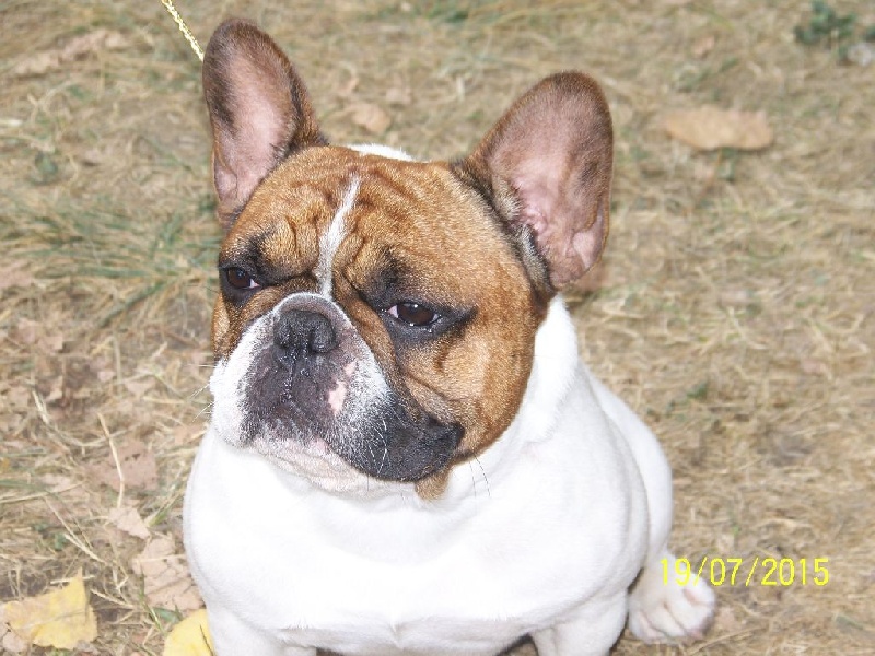 CH. Inedit Du Domaine De La Planchette - 2ème Excellent