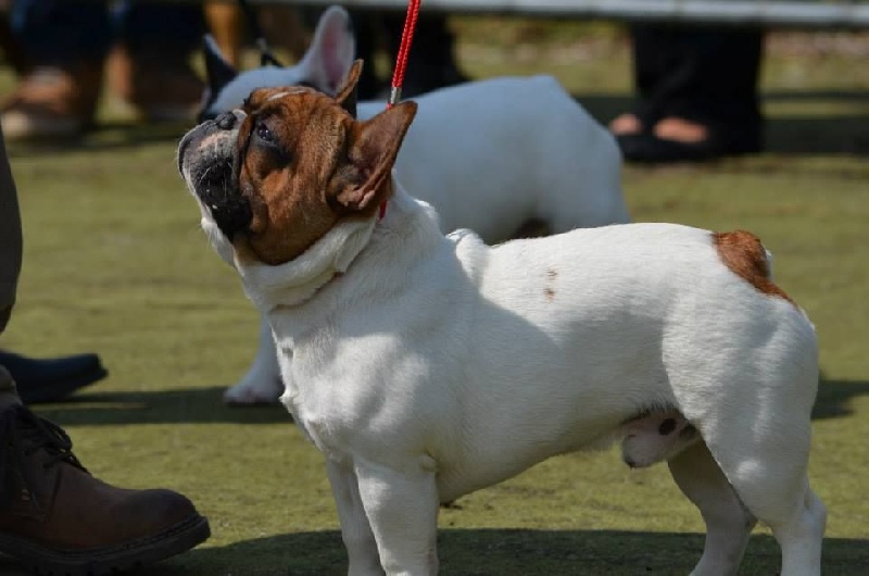 CH. Inedit Du Domaine De La Planchette - T Prometteur