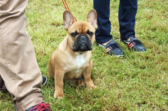Lord of lardons Du Domaine De La Planchette - 1er trés prometteur