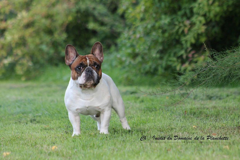 CH. Inedit Du Domaine De La Planchette - Exc NC/20