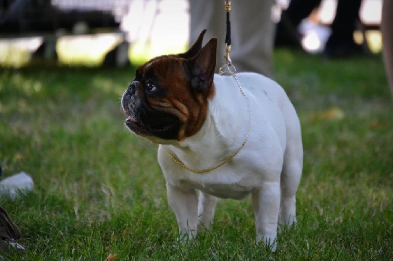 CH. Inedit Du Domaine De La Planchette - EXC