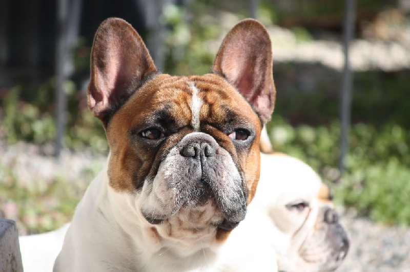 CH. Inedit Du Domaine De La Planchette - 2ème Exc RCACS