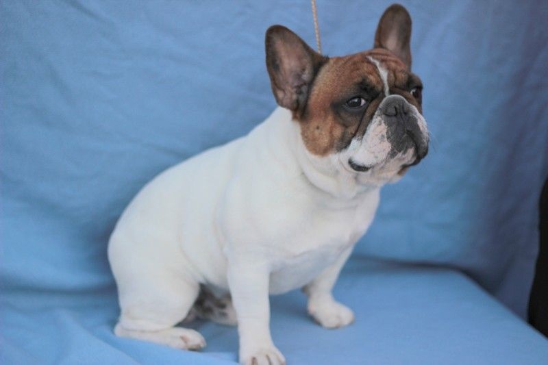 CH. Inedit Du Domaine De La Planchette - 1er Exc CACS