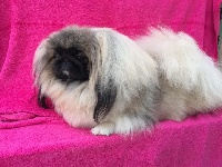 Des Diamants Impériaux