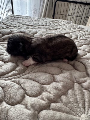 Les chiots de Pekinois