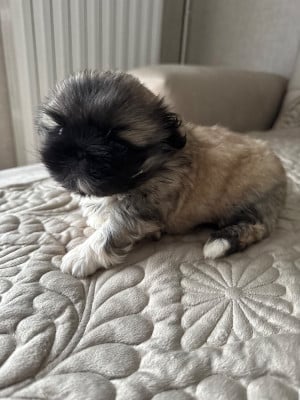 Les chiots de Pekinois