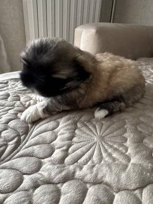 Les chiots de Pekinois