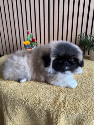 Les chiots de Pekinois