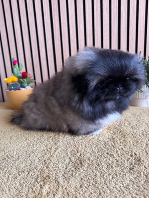 Les chiots de Pekinois