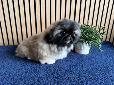 Les chiots de Pekinois