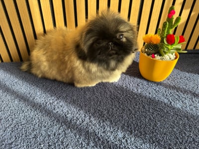 Les chiots de Pekinois