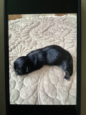 Les chiots de Pekinois